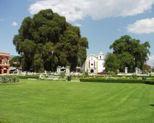 Árbol del Tule